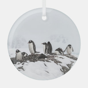 Gentoo penguins, Antarctica, Vernadsky Station. Glass Tree Decoration