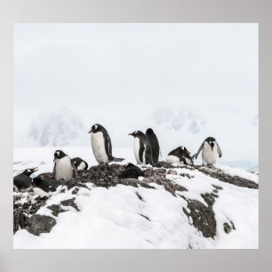 Gentoo penguins, Antarctica, Vernadsky Station. Poster