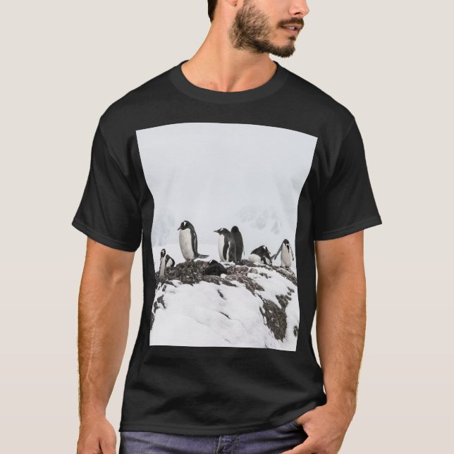 Gentoo penguins, Antarctica, Vernadsky Station. T-Shirt (Front)