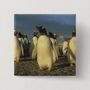 Gentoo Penguins, (Pygoscelis papua), Falkland 15 Cm Square Badge