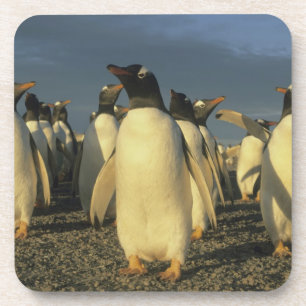 Gentoo Penguins, (Pygoscelis papua), Falkland Coaster