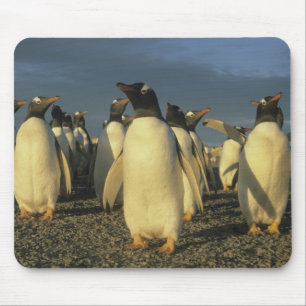 Gentoo Penguins, (Pygoscelis papua), Falkland Mouse Pad