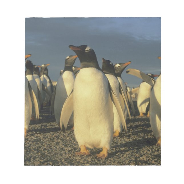 Gentoo Penguins, (Pygoscelis papua), Falkland Notepad (Front)