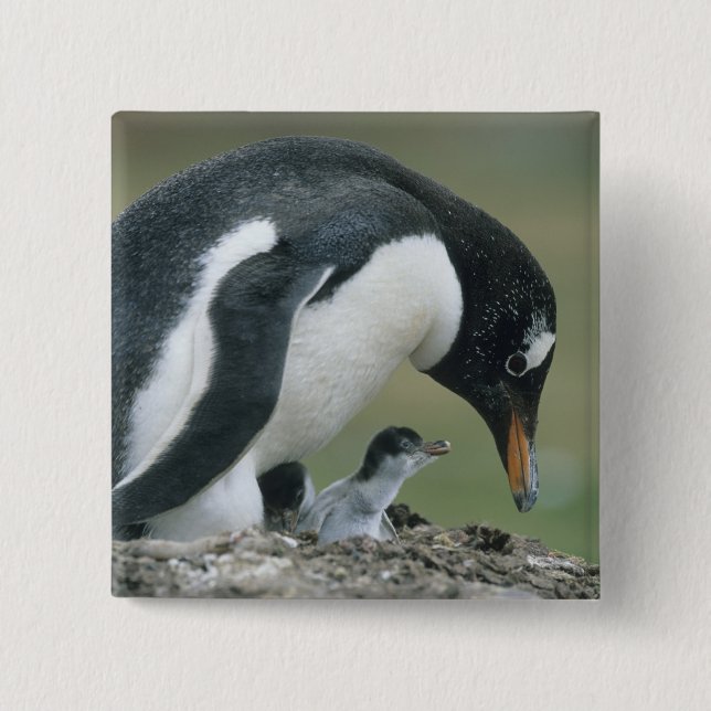 Gentoo Penuin, (Pygoscelis papua), Falkland 15 Cm Square Badge (Front)