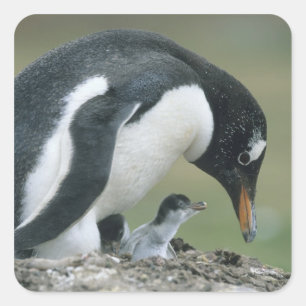 Gentoo Penuin, (Pygoscelis papua), Falkland Square Sticker