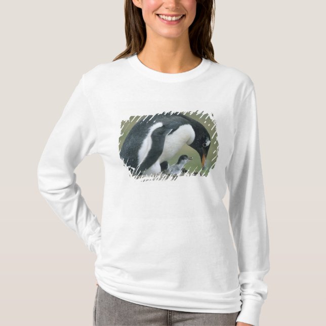 Gentoo Penuin, (Pygoscelis papua), Falkland T-Shirt (Front)