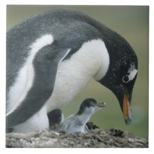 Gentoo Penuin, (Pygoscelis papua), Falkland Tile