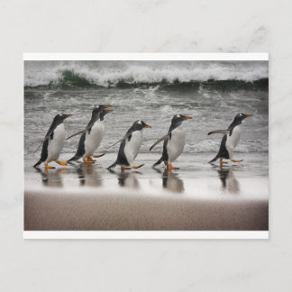 Gentoos on the beach postcard