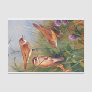 Genuine (not AI) Vintage 3 Birds Print Tissue Paper