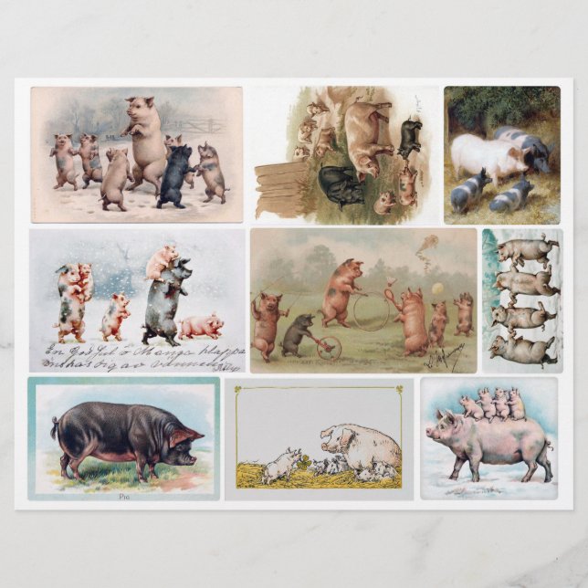 Genuine (not AI) Vintage Pig Postcards (Front)