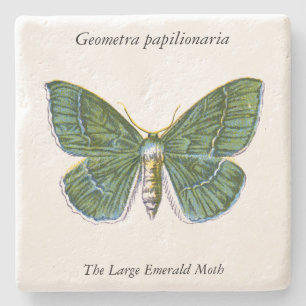 Geometra papilionaria - The Large Emerald Moth Stone Coaster