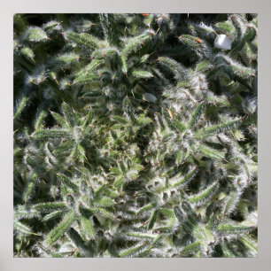 geometrical wild plant poster