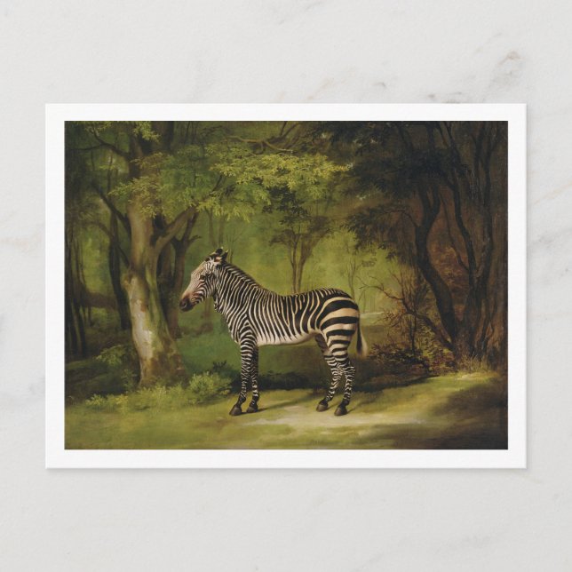 George Stubbs | A Zebra, 1763 (oil on canvas) Postcard (Front)