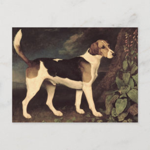 George Stubbs Ringwood, a Brocklesby Foxhound, 1 Postcard