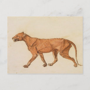 George Stubbs   Tiger, Lateral View, Skin Removed, Postcard