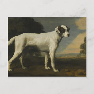 George Stubbs- Viscount Gormanston's White Dog Postcard