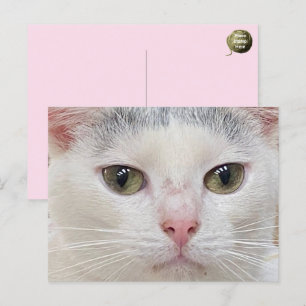 George the Cat's Close Up Postcard