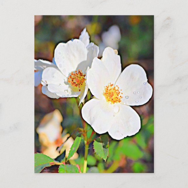 Georgia Cherokee Rose Postcard (Front)