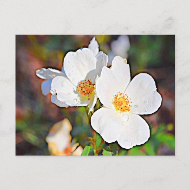 Georgia Cherokee Rose Postcard (Front)