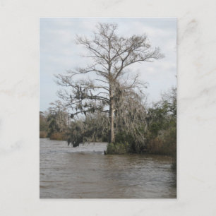 Georgia's swamp postcard