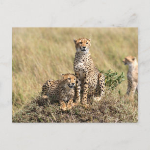 Geparden in der Savanne der Masai Mara Postkarte Postcard