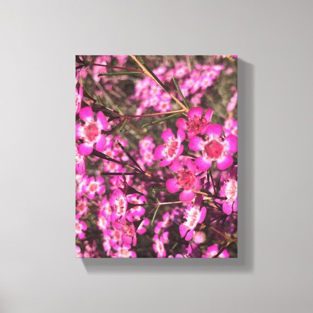 Geraldton Wax Canvas Print (Front)