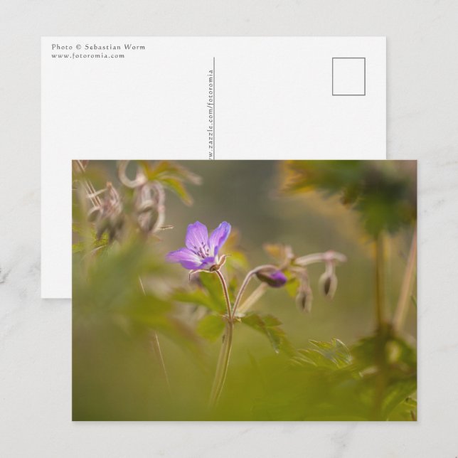 Geranium Blossom Nature Photo Postcard (Front/Back)