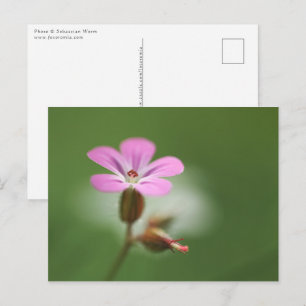 Geranium Blossom Postcard