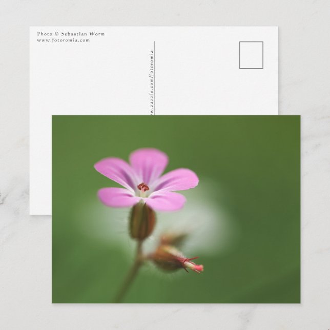Geranium Blossom Postcard (Front/Back)