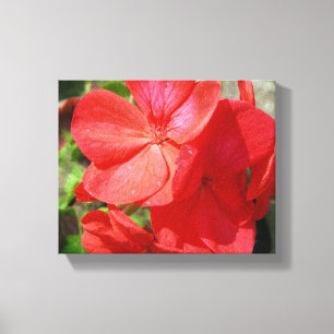 Geranium Canvas Print