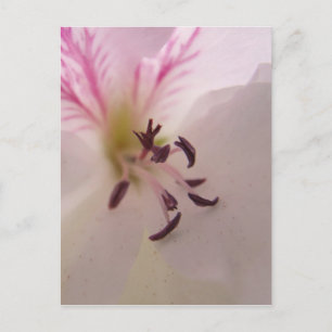 Geranium Centre Postcard