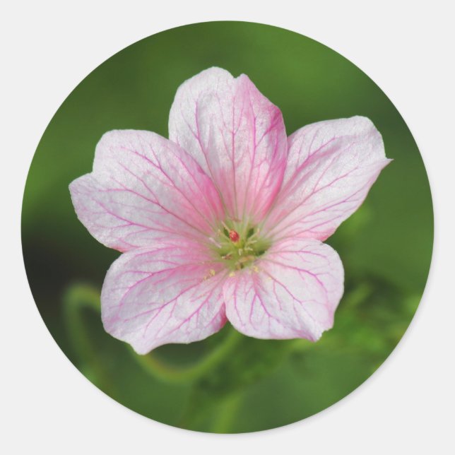 Geranium Classic Round Sticker (Front)