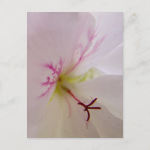 Geranium Detail Postcard