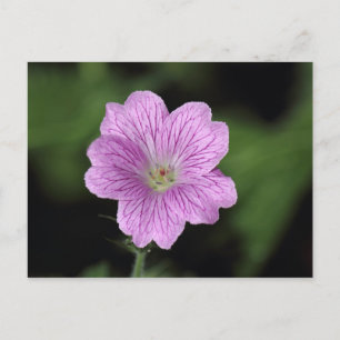 Geranium Endressii Postcard