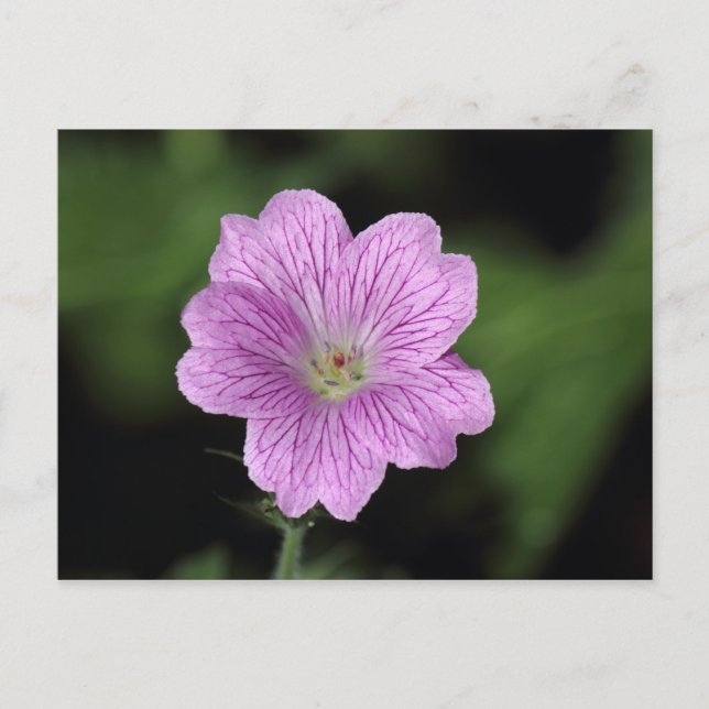 Geranium Endressii Postcard (Front)