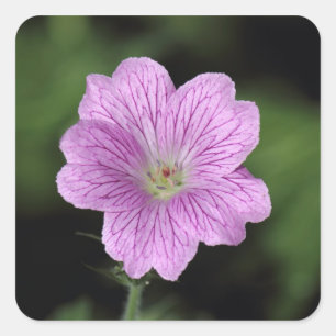 Geranium Endressii Square Sticker