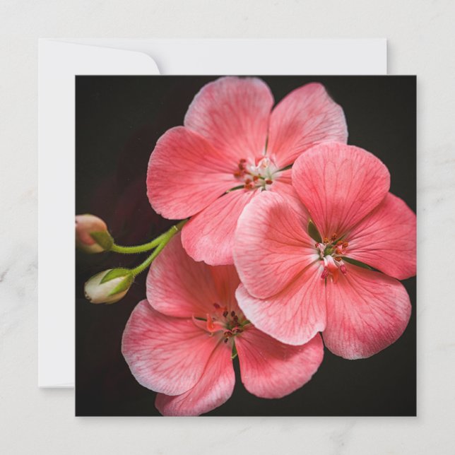 Geranium Flower Card (Front)