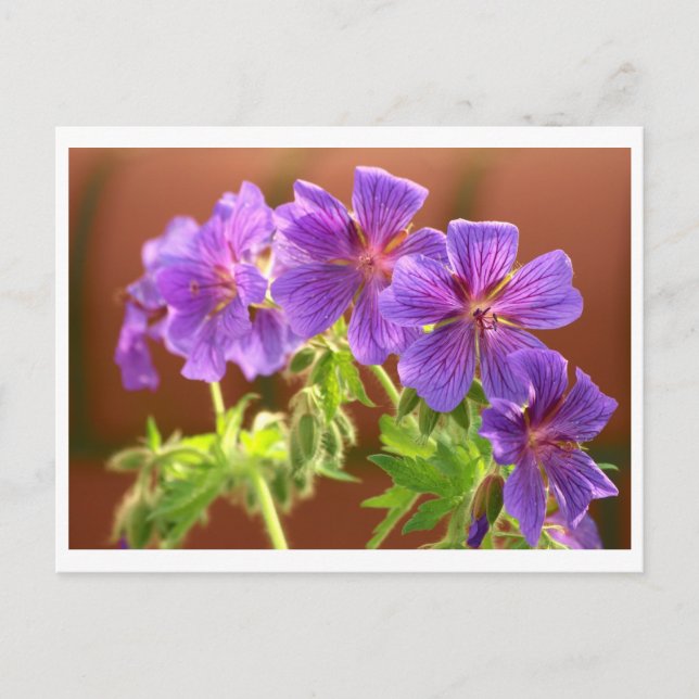 Geranium Flower Postcard (Front)