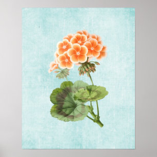 Geranium Illustration on Aged Denim Poster