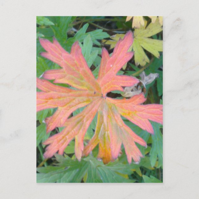 Geranium Leaf Postcard (Front)