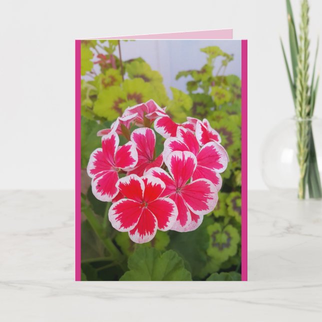 Geranium Pelargonium Flower Garden floral Card (Front)