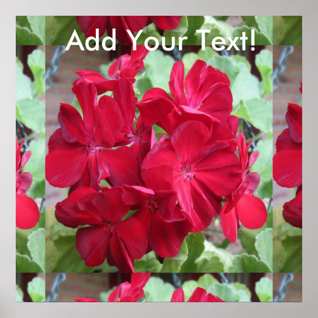 Geranium Plant Red Floral Poster (Front)