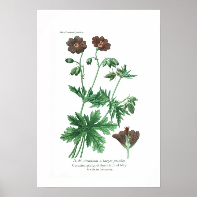 Geranium platypetalum poster (Front)