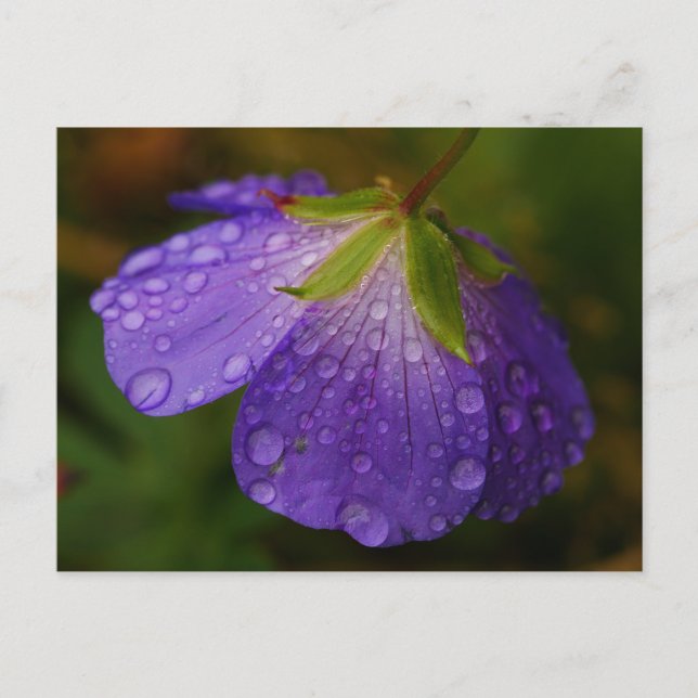 Geranium Postcard (Front)