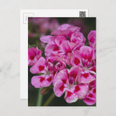 geranium postcard (Front/Back)
