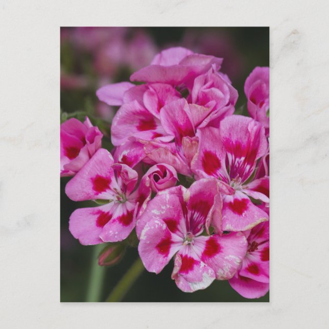 geranium postcard (Front)
