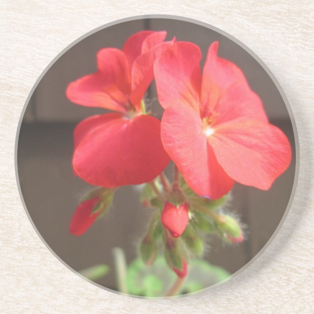 Geranium Red Coaster (Front)