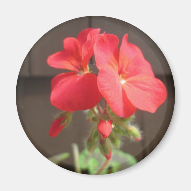 Geranium Red Magnet (Front)
