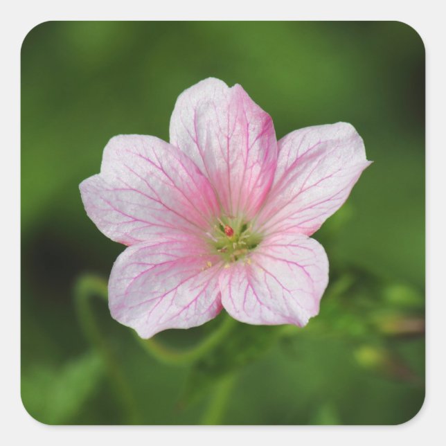 Geranium Square Sticker (Front)