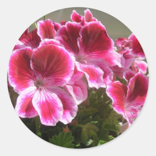 Geranium stickers